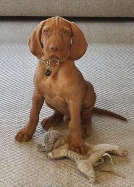 Wirehaired vizsla shop for sale