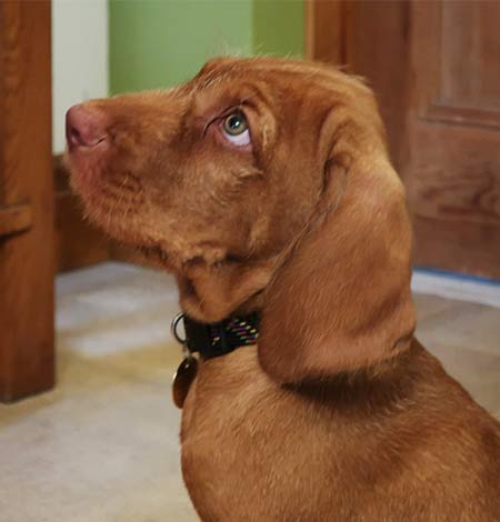 Orrr, those eyes! A puppy from Ette's 'Alice in Wonderland' litter from January, 2021