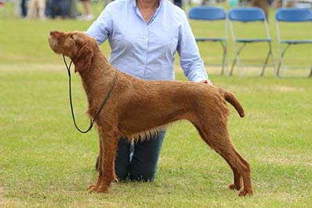 Bula at a show