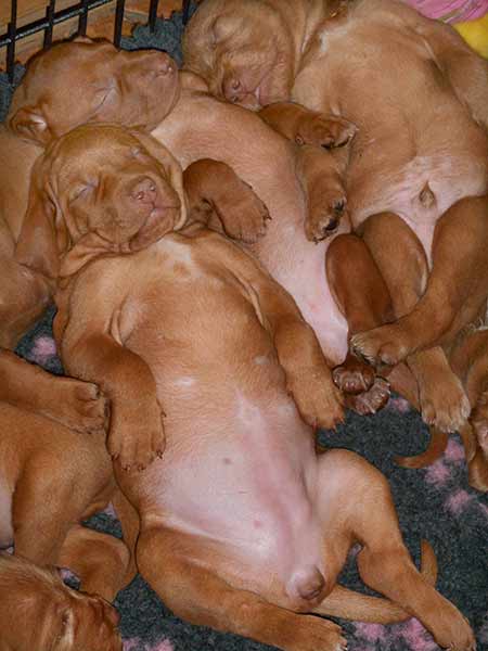 A previous litter of four-week-old puppies